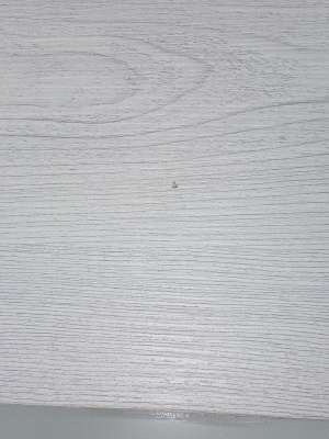 ДО 80 Дрезден дуб нордик, покрытие Экошпон (ALBERO) лот 18178523